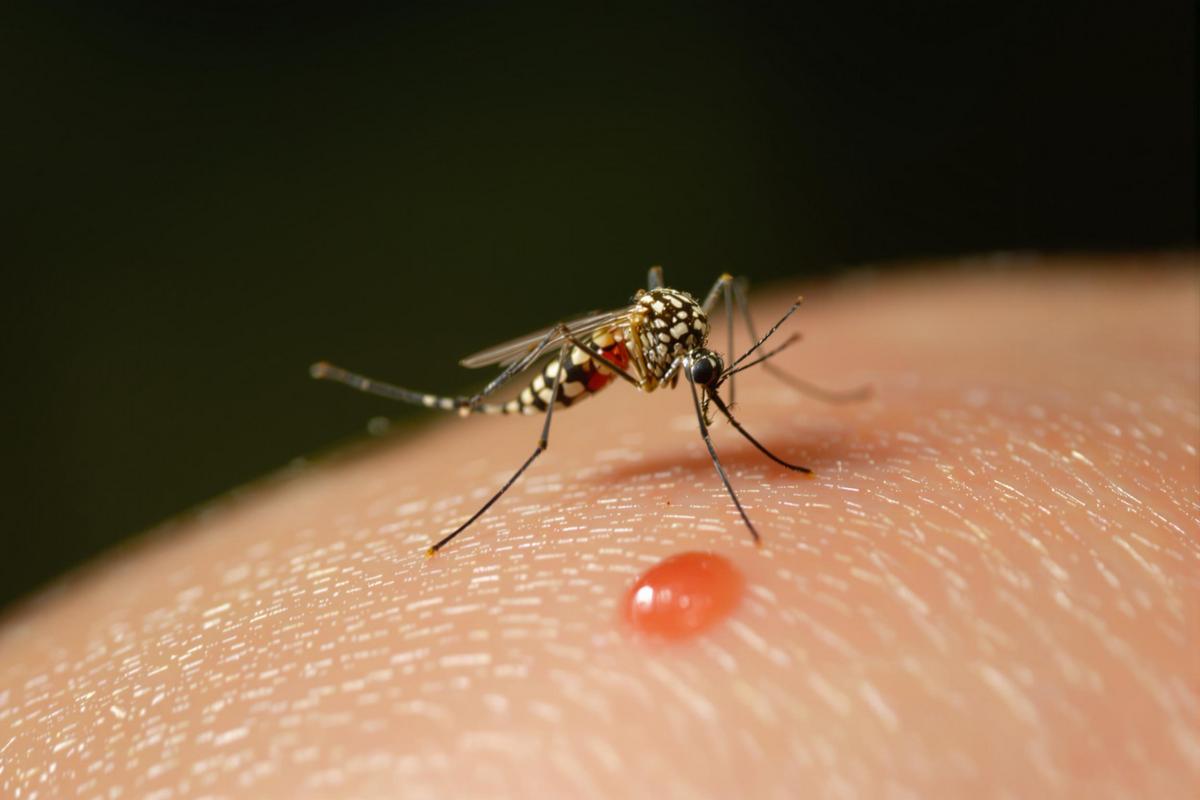 Le moustique : un tueur silencieux