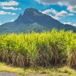 vue cannes a sucre vallee ferney