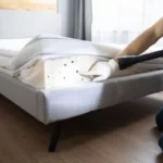 punaises-de-lit-france