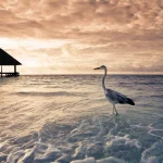 a-la-decouverte-des-tresors-sous-marins-des-maldives