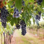 a-la-decouverte-des-vignobles-les-plus-reputes-de-france