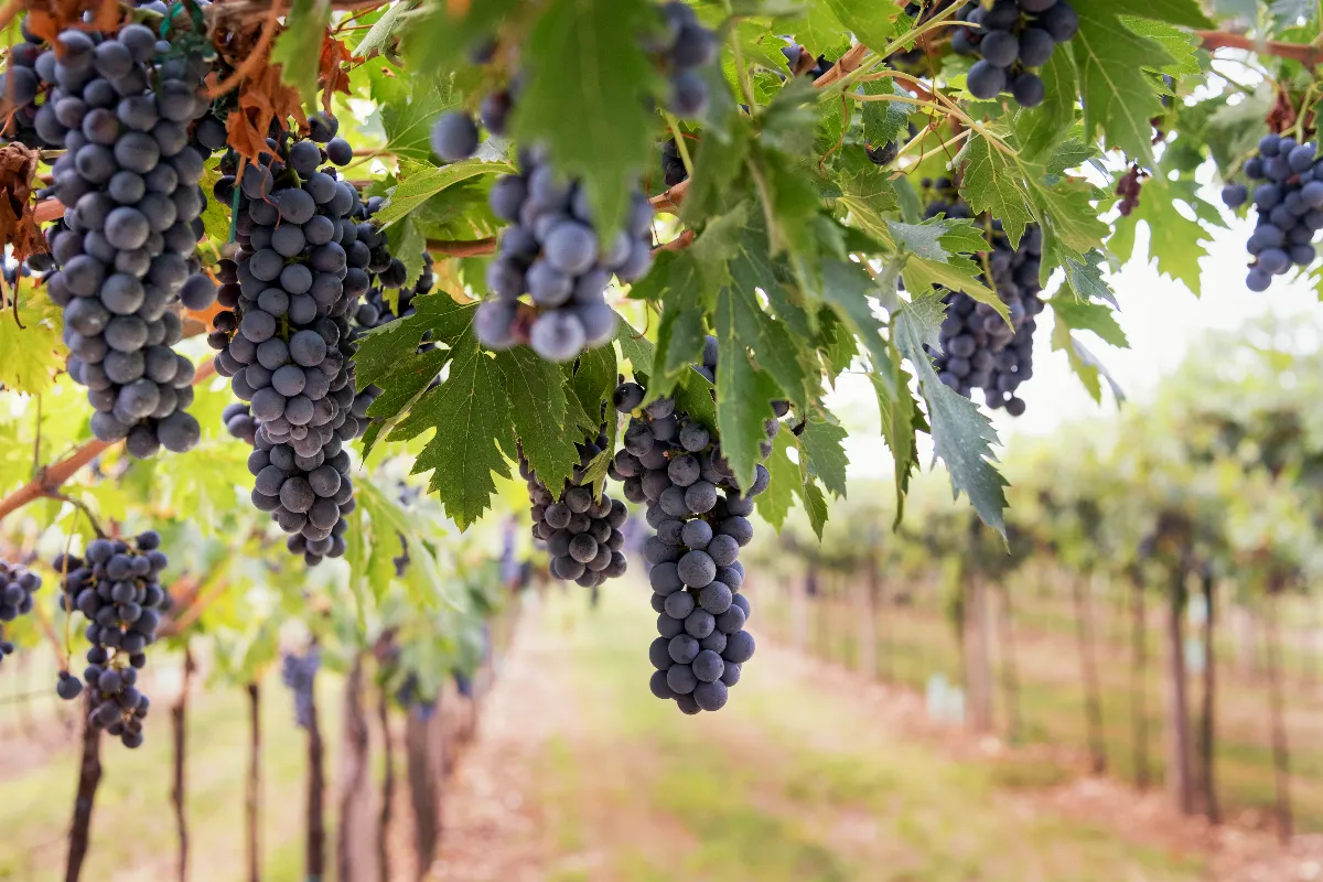a-la-decouverte-des-vignobles-les-plus-reputes-de-france
