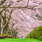 decouvrez-le-japon-hors-des-cliches-un-voyage-culturel-et-surprenant