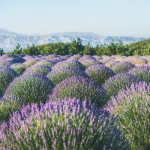 les-champs-de-fleurs-secrets-decouvrez-ou-la-terre-se-pare-de-couleurs-eclatantes