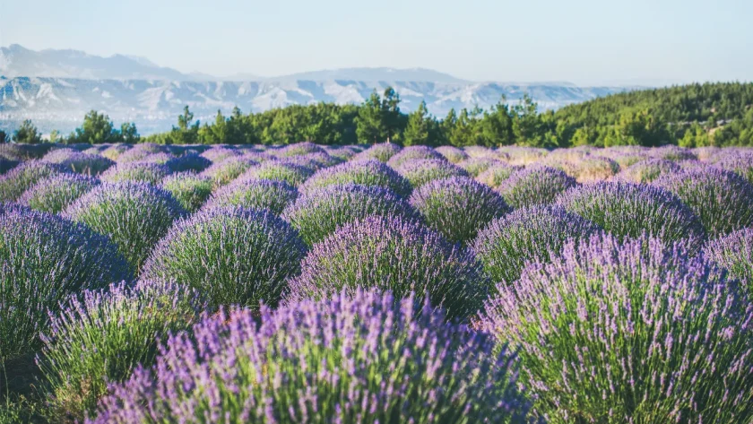 les-champs-de-fleurs-secrets-decouvrez-ou-la-terre-se-pare-de-couleurs-eclatantes