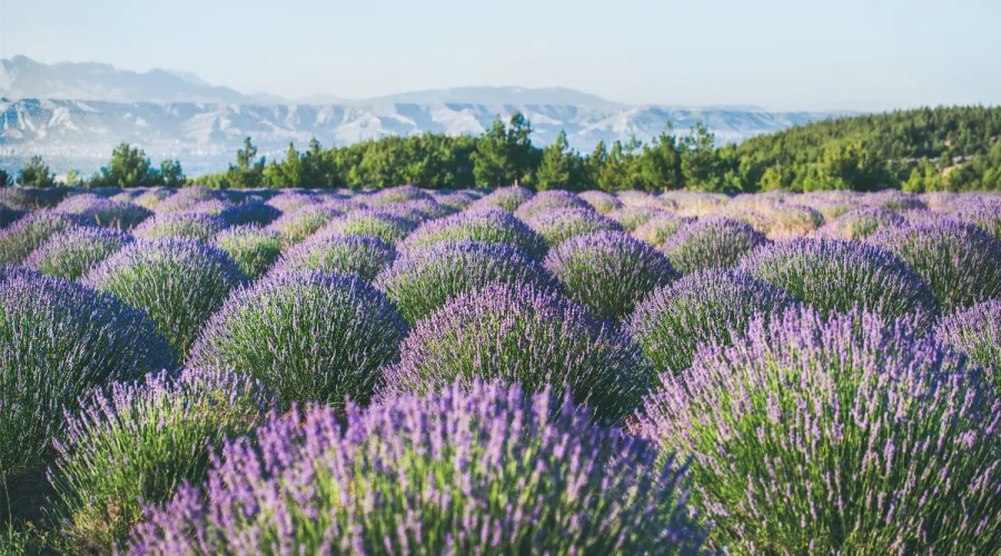 les-champs-de-fleurs-secrets-decouvrez-ou-la-terre-se-pare-de-couleurs-eclatantes