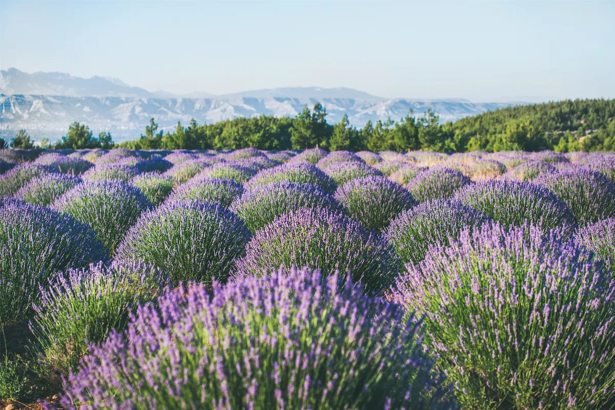Les champs de fleurs secrets : découvrez où la terre se pare de couleurs éclatantes