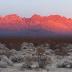 les-deserts-fleurissants-assistez-au-miracle-de-la-vie-dans-les-terres-arides