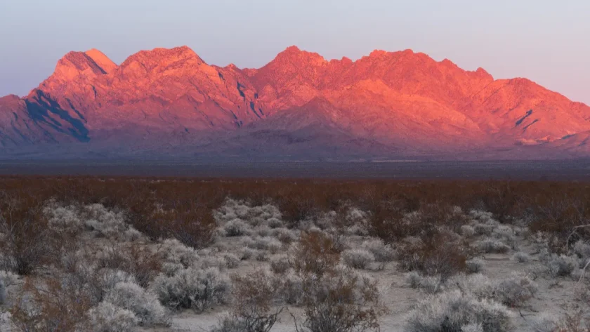 les-deserts-fleurissants-assistez-au-miracle-de-la-vie-dans-les-terres-arides