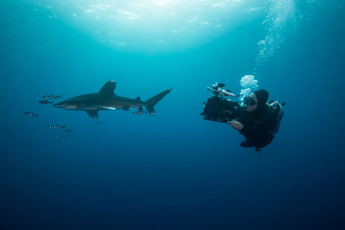 plongee-avec-les-requins-ou-comment-et-pourquoi