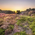 assistez-au-miracle-de-la-vie-dans-les-deserts-fleurissants-un-phenomene-naturel-epoustouflant