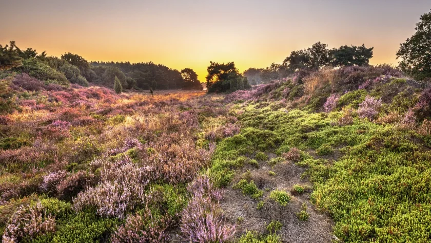 assistez-au-miracle-de-la-vie-dans-les-deserts-fleurissants-un-phenomene-naturel-epoustouflant