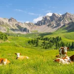 comment-les-alpes-francaises-offrent-bien-plus-que-du-ski-decouvrez-leurs-tresors-caches