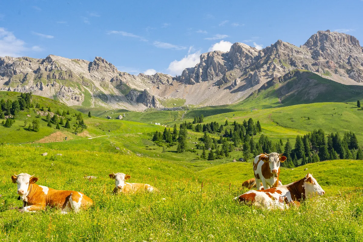 Comment les Alpes françaises offrent bien plus que du ski : découvrez leurs trésors cachés !