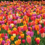 visitez-ce-jardin-enchanteur-meconnu-source-dinspiration-pour-les-nympheas-de-monet-avant-quil-ne-soit-trop-tard