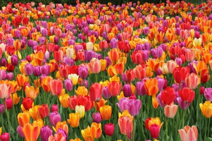 visitez-ce-jardin-enchanteur-meconnu-source-dinspiration-pour-les-nympheas-de-monet-avant-quil-ne-soit-trop-tard