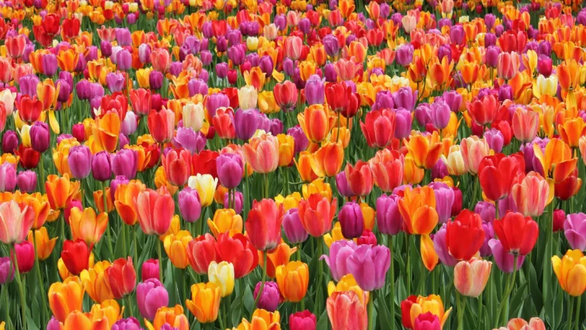 visitez-ce-jardin-enchanteur-meconnu-source-dinspiration-pour-les-nympheas-de-monet-avant-quil-ne-soit-trop-tard