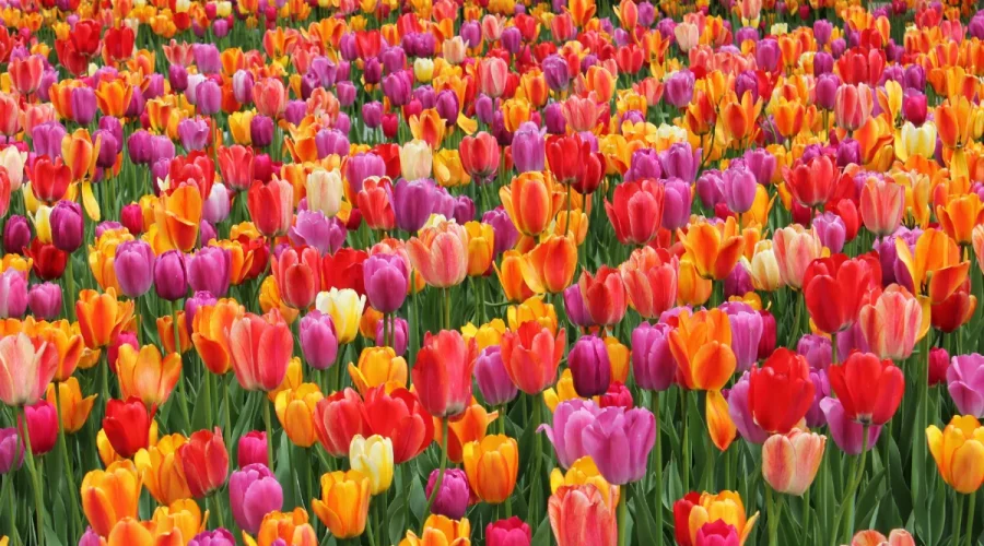 visitez-ce-jardin-enchanteur-meconnu-source-dinspiration-pour-les-nympheas-de-monet-avant-quil-ne-soit-trop-tard
