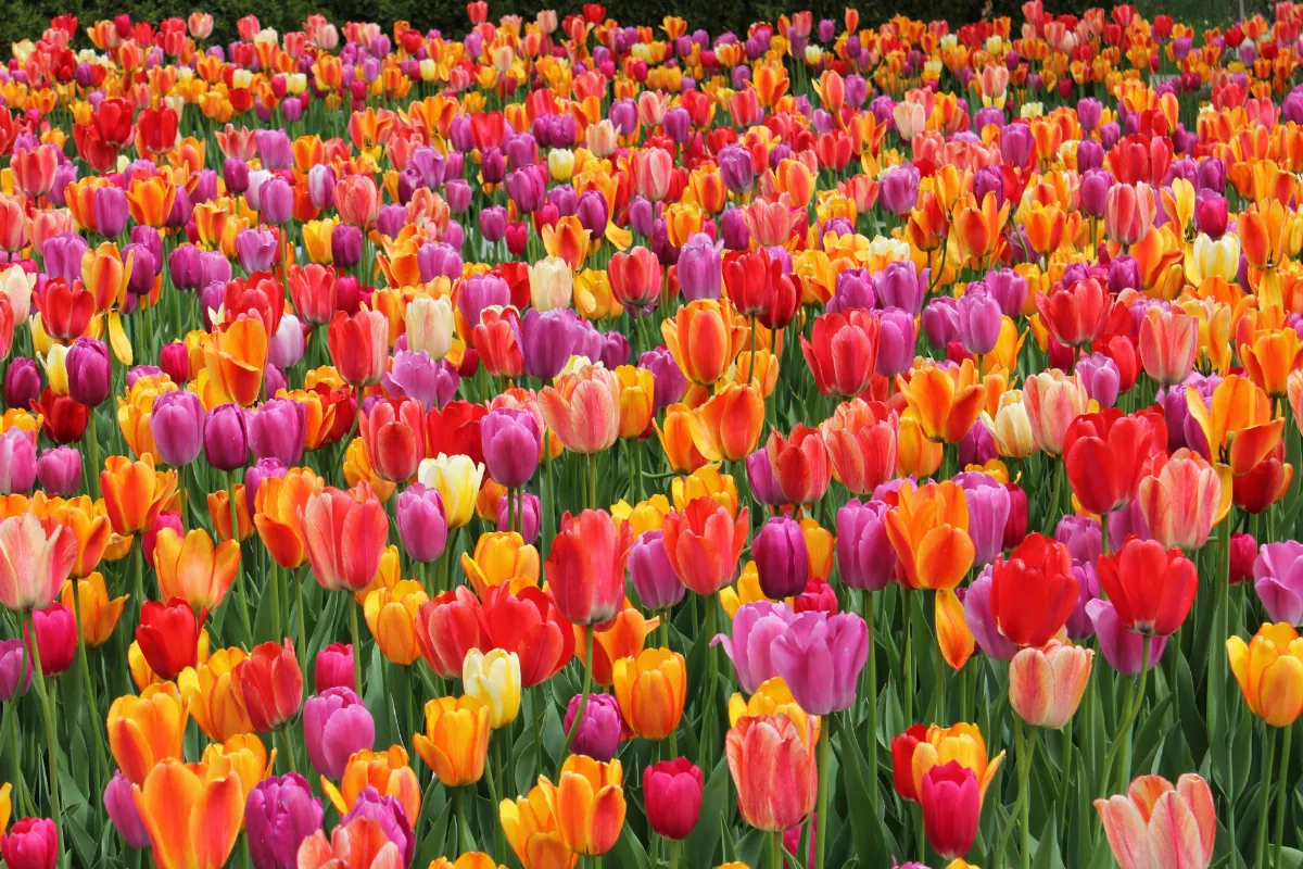 Visitez ce jardin enchanteur méconnu, source d&rsquo;inspiration pour les nymphéas de Monet, avant qu&rsquo;il ne soit trop tard