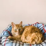 combien-de-temps-peut-on-laisser-son-chat-tout-seul-lorsque-vous-partez-en-voyage