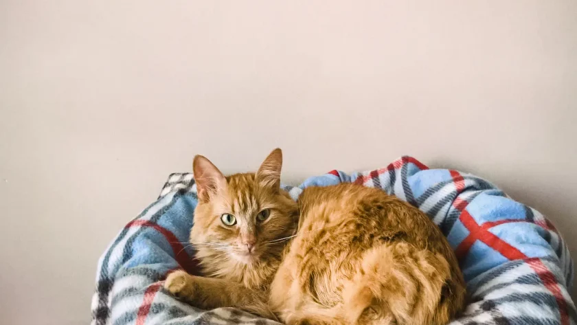 combien-de-temps-peut-on-laisser-son-chat-tout-seul-lorsque-vous-partez-en-voyage