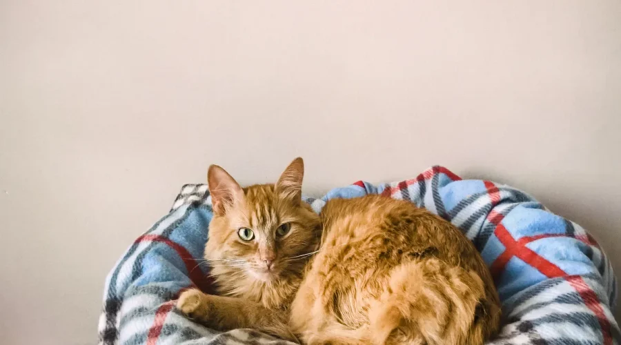 combien-de-temps-peut-on-laisser-son-chat-tout-seul-lorsque-vous-partez-en-voyage