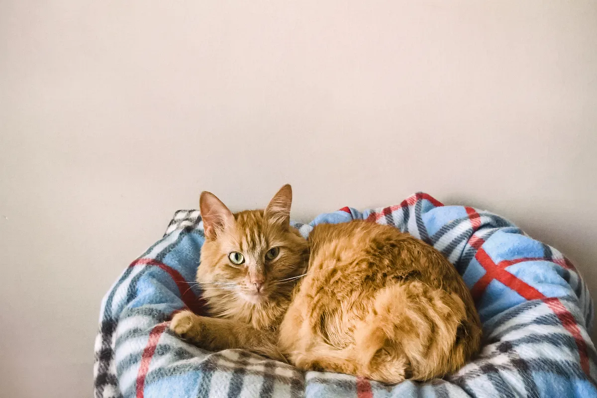 Combien de temps peut-on laisser son chat tout seul lorsque vous partez en voyage ?