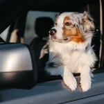 partir-en-vacances-avec-son-animal-de-compagnie-tout-ce-quil-faut-savoir-pour-voyager-sereinement