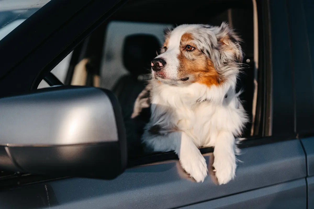 Partir en vacances avec son animal de compagnie : tout ce qu&rsquo;il faut savoir pour voyager sereinement
