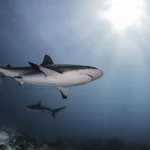 voici-les-7-animaux-les-plus-dangereux-que-vous-pouvez-rencontrer-sur-lile-maurice