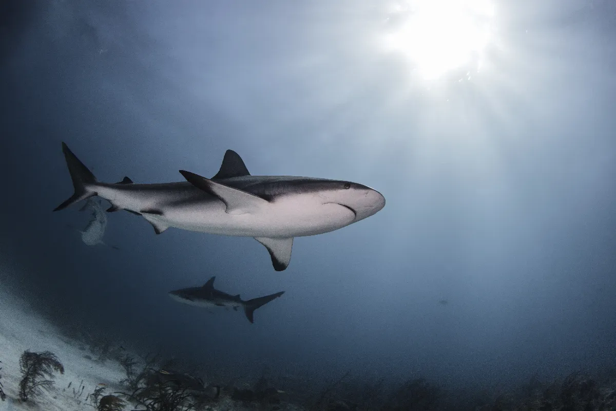 Voici les 7 animaux les plus dangereux que vous pouvez rencontrer sur l’île Maurice !