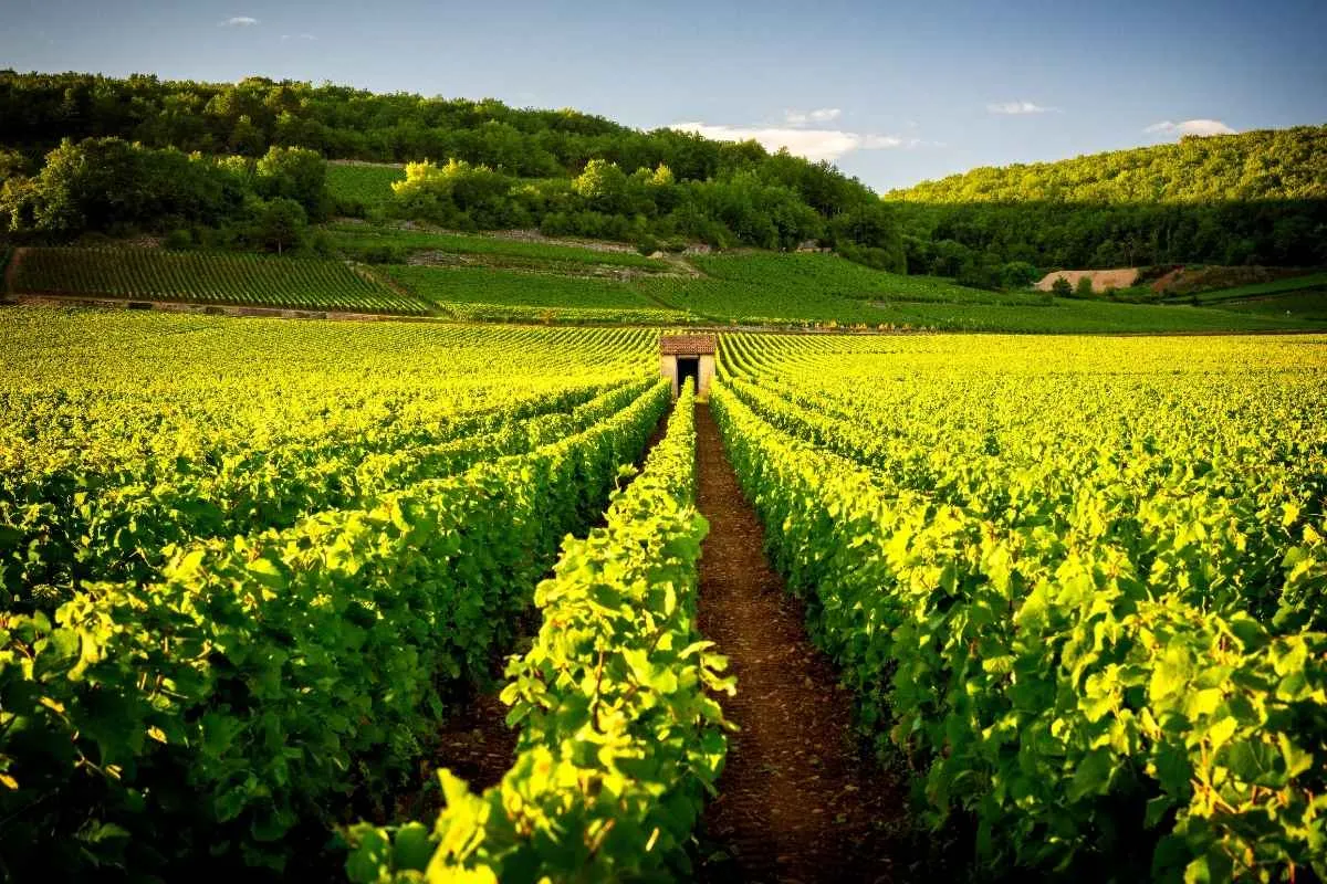 Les plus belles régions viticoles de France – On vous dévoile les vins à ne pas manquer !