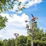 Animaparc, le parc d’attractions nature qui ravira petits et grands