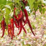 Espelette : Ce village basque où le célèbre piment fait la loi