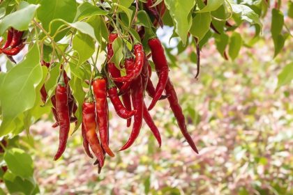 Espelette : Ce village basque où le célèbre piment fait la loi