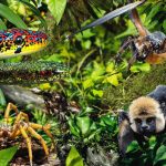 Animaux les plus effrayants et dangereux trouvés aux fidji