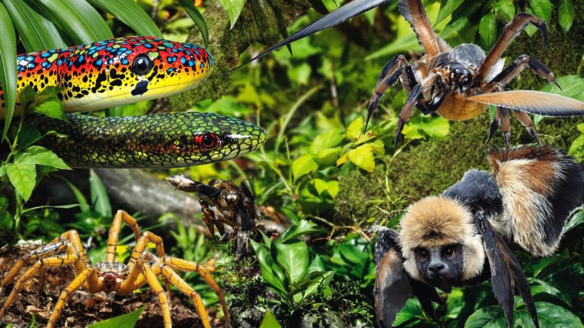 Animaux les plus effrayants et dangereux trouvés aux fidji