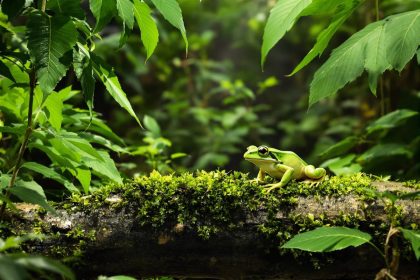 Tout savoir sur Sapo, l’expérience bien-être à ne pas manquer