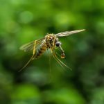 Quel est l'animal le plus dangereux pour l'homme ?