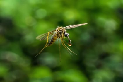 Quel est l'animal le plus dangereux pour l'homme ?