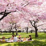 Quelle est la meilleure période pour aller au japon ?